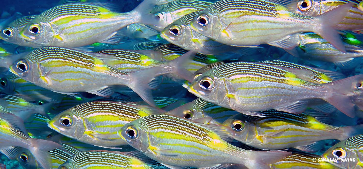 club de plongée à Nosy Be